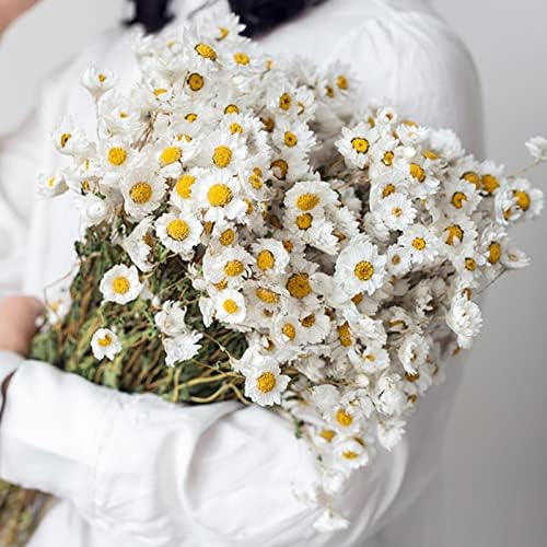 Dried Daisy Flowers Bouquet, 200+ Dry White Flowers, Artificial Sunflowers, 17'' Natural Gerber Daisies Arrangements for Farmhouse Vase Decor, Wedding, DIY Home Office Party Decoration