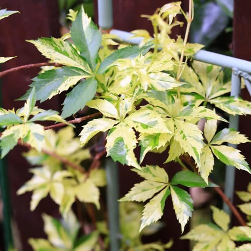 wilder wein, winterharte garten jungfernrebe, kräutergarten balkon mehrjährig rankpflanzen green wall deko 400samen