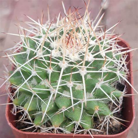 M.D. FARM AND NURSERY| compressa Live Plant (B0BNVR15LM) Amazon Price History, Amazon Price Tracker