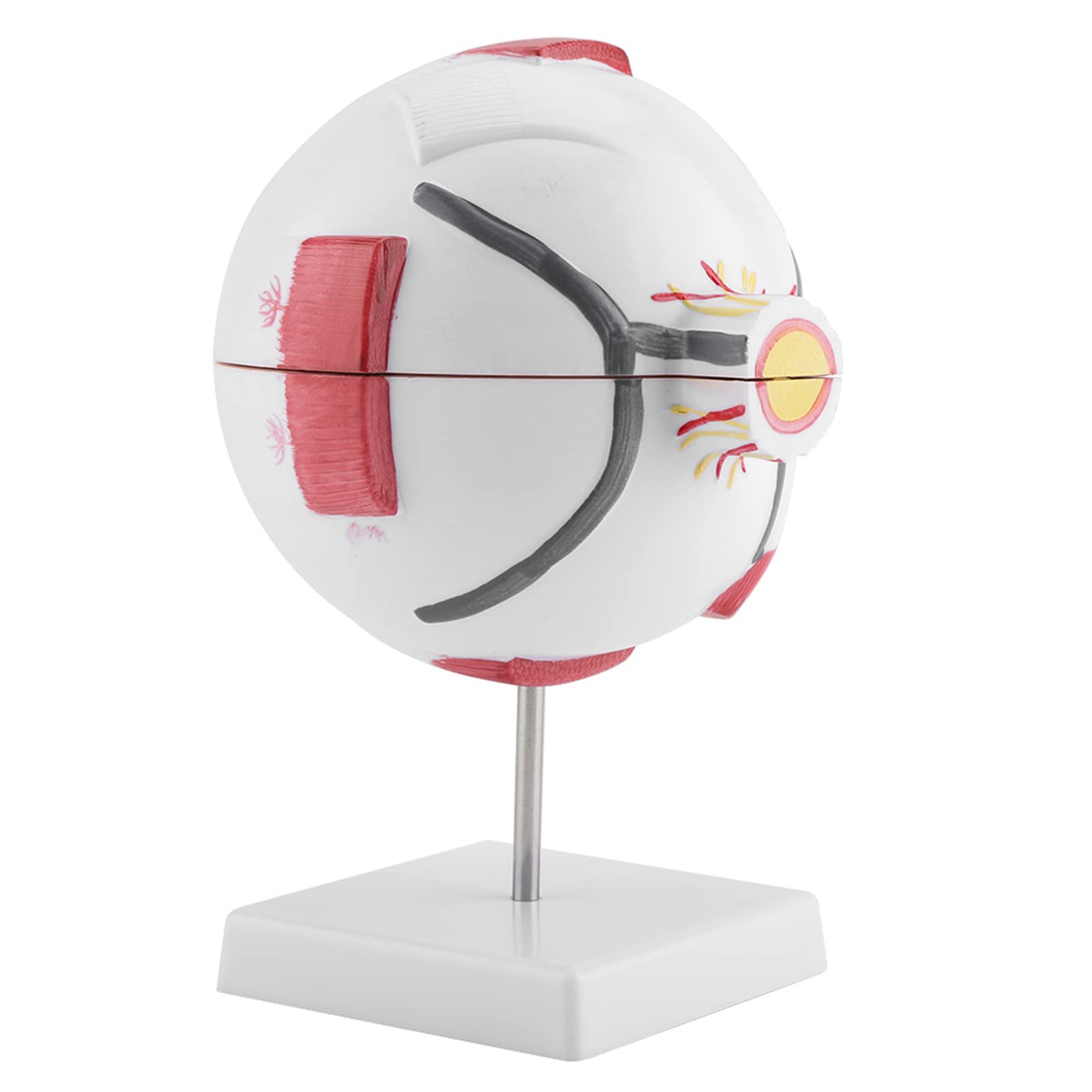 Model gałki ocznej ludzkiego oka, powiększenie 6x, nauka anatomii, wyposażenie sali lekcyjnej, materiał PVC 1:6