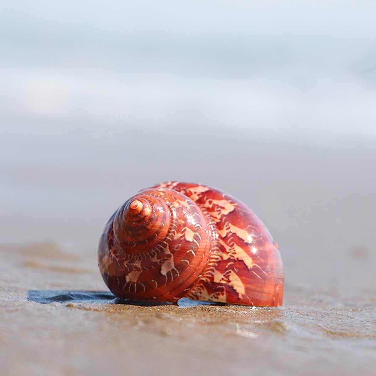Muszla, 5-7 cm na dekoracje ślubne Impreza tematyczna plaży(5~6cm)
