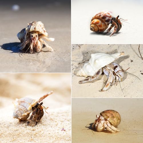 Image of 16 PCS Hermit Crab Shells - 16 Kind Natural Sea Conch Shells Size 1.4 inch - 4.5 inch Medium and Large Turbo Seashells for Hermit Crab Supplies Fish Tank Home Decor