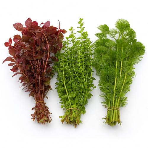 CANTON AQUATICS Aquarium Plant Bundle: Ludwigia, Bacopa & Cabomba (18 Stems) - Live Aquarium Plant...