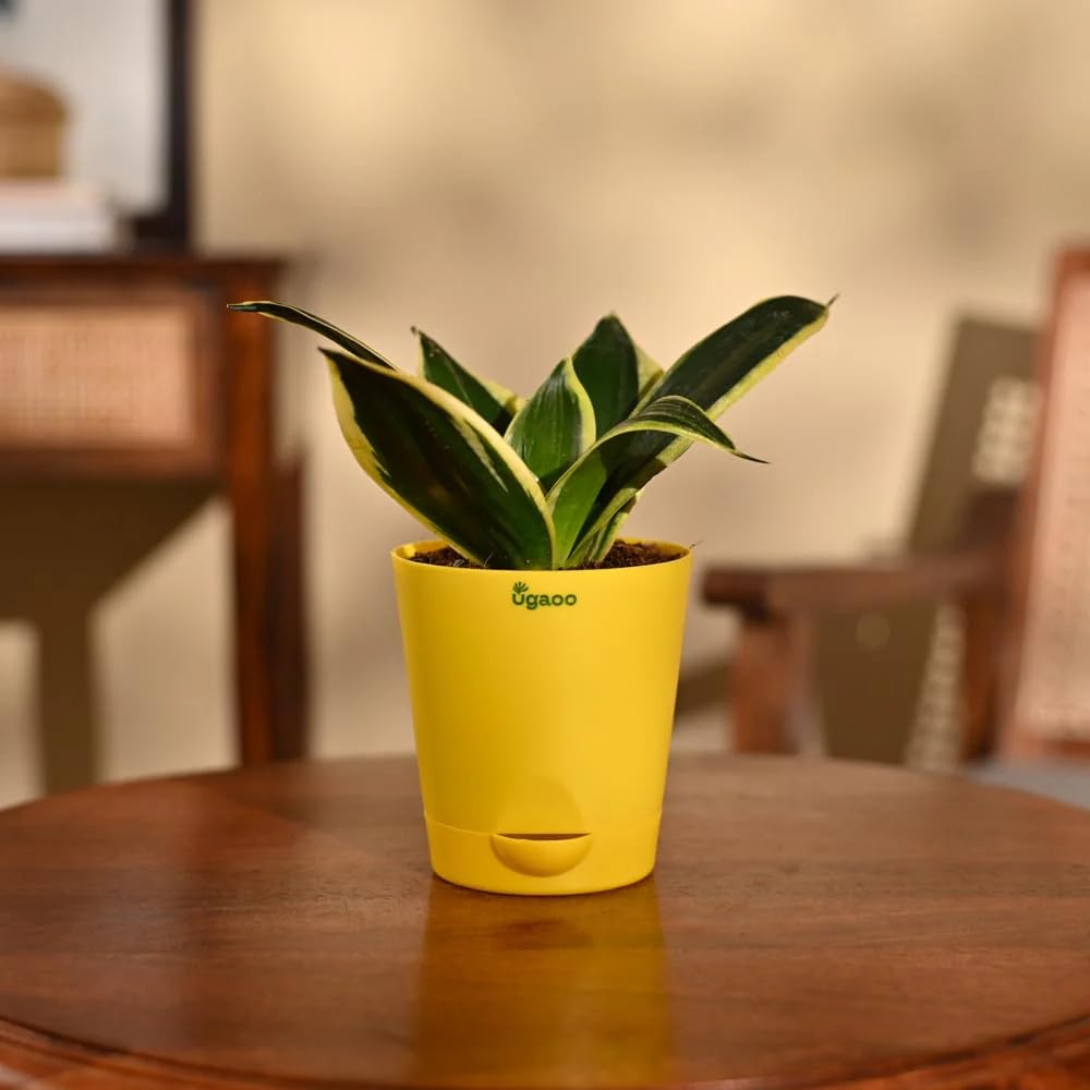 Ugaoo Sansevieria Golden Hahnii Snake Plant With Self Watering Pot-image-6