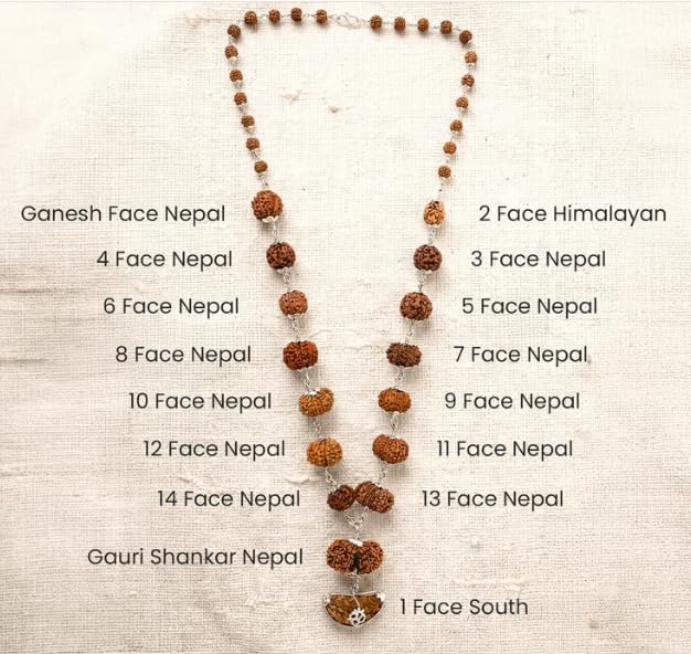 ELARIS CRYSTALS Genuine Sarva Siddha Mala Nepal Pure Siddhi Mala with Gaurishankar & Ganesh Rudraksha AA++ Quality 1 se 14 Mukhi Rudraksha Maala Original Certified Siddha सर्व सिद्ध रुद्राक्ष माला 2