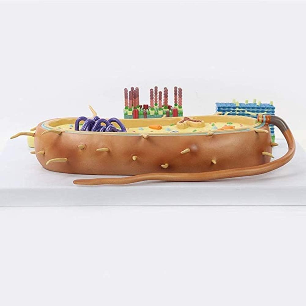Modello di anatomia cellulare batterica per addestramento medico, cromosoma nucleare biologico e strumento educativo Flagellum, ideale per uso in classe e studio