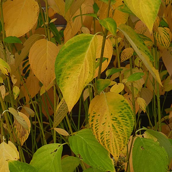 Cornejo 'Flaviramea' - Cornus sericea 'Flaviramea' -