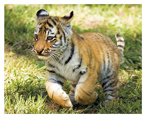 Coffret De 4 Puzzles Animaux Supercolor Clementoni - vue 4