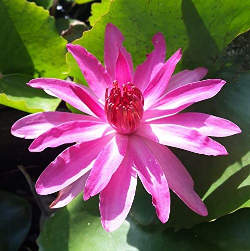 Indian Gardens - Waterlily live plant (pink) (B085GHKRNC) Amazon Price History, Amazon Price Tracker