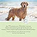 Annimally Amino Boost Muskelaufbau Tabletten für Hunde - 120 Aminosäuren Tabletten mit 9 Inhaltsstoffen u.a. mit Protein & Magnesium zum gezielten Aufbau der Muskulatur bei Hunden
