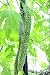 10 Seeds Bitter Gourd Seeds, Japanese Long (Asian Vegetable) Harvested Young At 10-13"