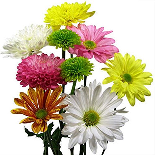 Blooms2Door Farm-Direct Wholesale Flowerscushion Assorted 24 Bunches, 10 Pound