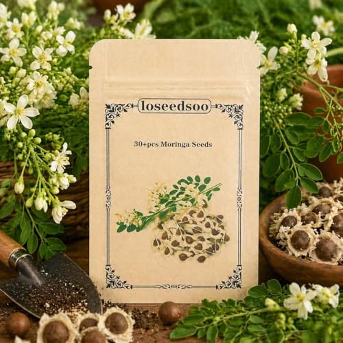 Moringa Seeds for Planting 30+ Seeds, Moringa Oleifera Seeds, Semillas de Moringa, Moringa Plant for Garden, Fast Growing Moringa Tree Seeds for Outdoor Indoor Planting