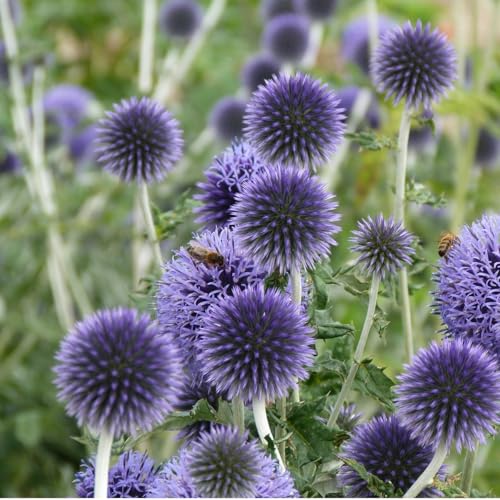 6 x Ruthenische Kugeldistel - Echinops Ritro Topf 9x9cm: Blaue Kugelblüten, trockenheitsverträglich, bienenfreundlich, robust.