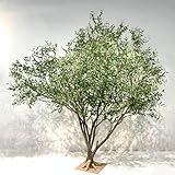 Glenmi Olivo Artificial Alto y Realista for decoración de Interiores, Hojas y Tronco realistas, no Necesita cuidados, agrega Elegancia a la Tienda, el Centro Comercial y el Dormitorio(3.5mx3m)