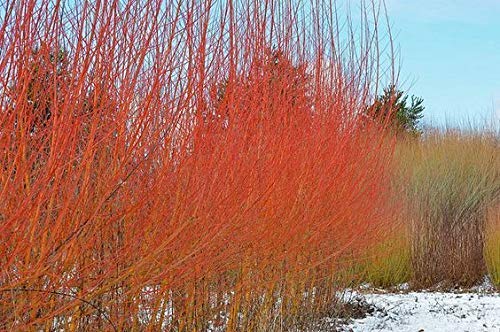 Two Flame Willow Tree - Vibrant Orange And Red Colored Bark - Unique And Rare Live Tree Plants - Grow 2 Flame Willow Trees #TOP3