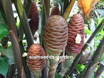 3 BULBS Rhizomes ZINGIBER OTTENSII BLACK PLAI FRESH EASY TO GROW + FREE PHYTO Flower Fresh & Viable From Garden