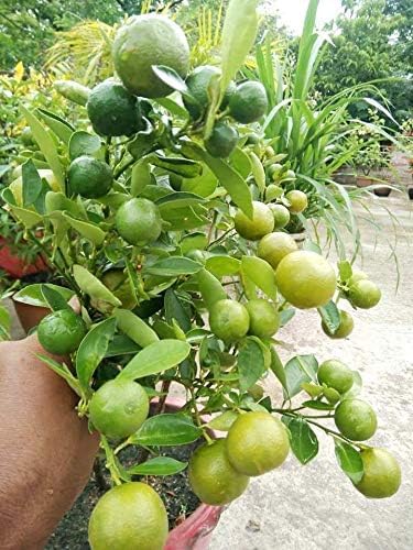 Image of Original Grafted All time Baramasi sadaabahar Kagzi Nimboo Lemon Plant Height 1 FT With Pot