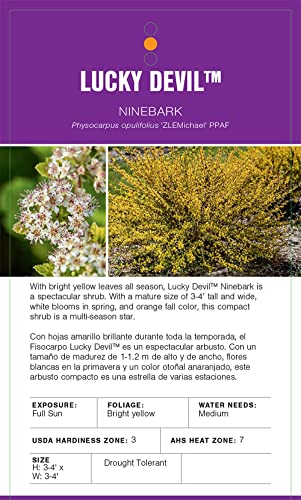 2G First Editions Ninebark Lucky Devil #TOP5