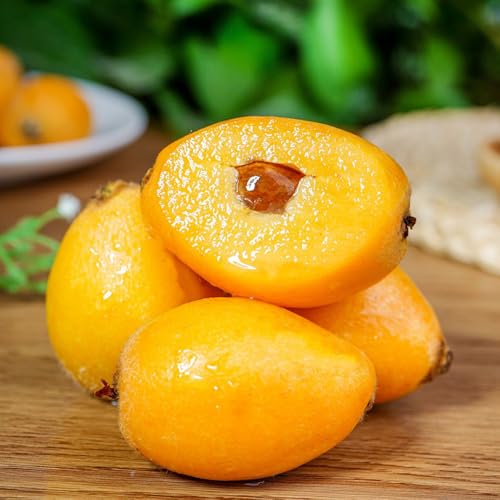 semillas de níspero - Árboles frutales columnares, plantas resistentes al exterior. Plantas perennes, plantas perennes resistentes, plantas de balcón. planta real, plantas resistentes 30pcs