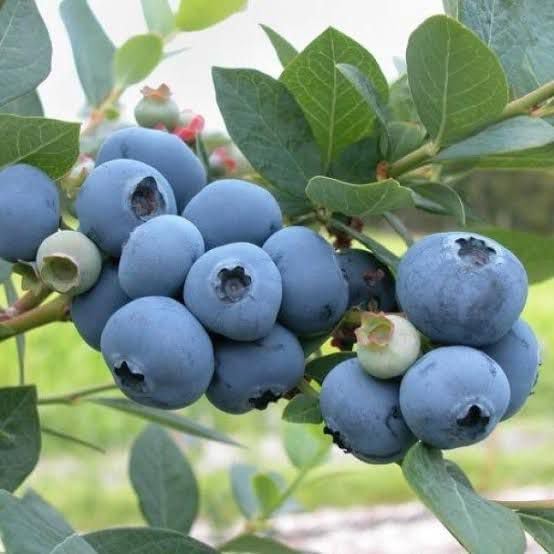 Image of Variegated Blueberry Fruit Plant - High-Yield Live Plant in Pot - Fast-Growing, Non-GMO Berry Bush - Sweet Antioxidant-Rich Blueberries - Ideal for Balcony Terrace or Garden