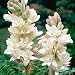 5 Double Polianthes Tuberose Bulbs"The Pearl"Polianthes Lily~Fragrant~Heat hardy