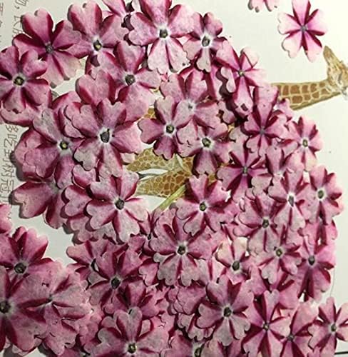 Artificial and Dried Flower 120pcs 1cm Pressed Dried Verbena Hortensis Flower for Jewelry Bookmark Postcard Photo Frame Making Craft Accessories
