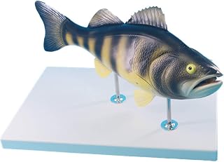 Educational Model Perch Anatomical Model, Aquaculture Science Teaching Model Biological Animal Specimens Model,Medical Models