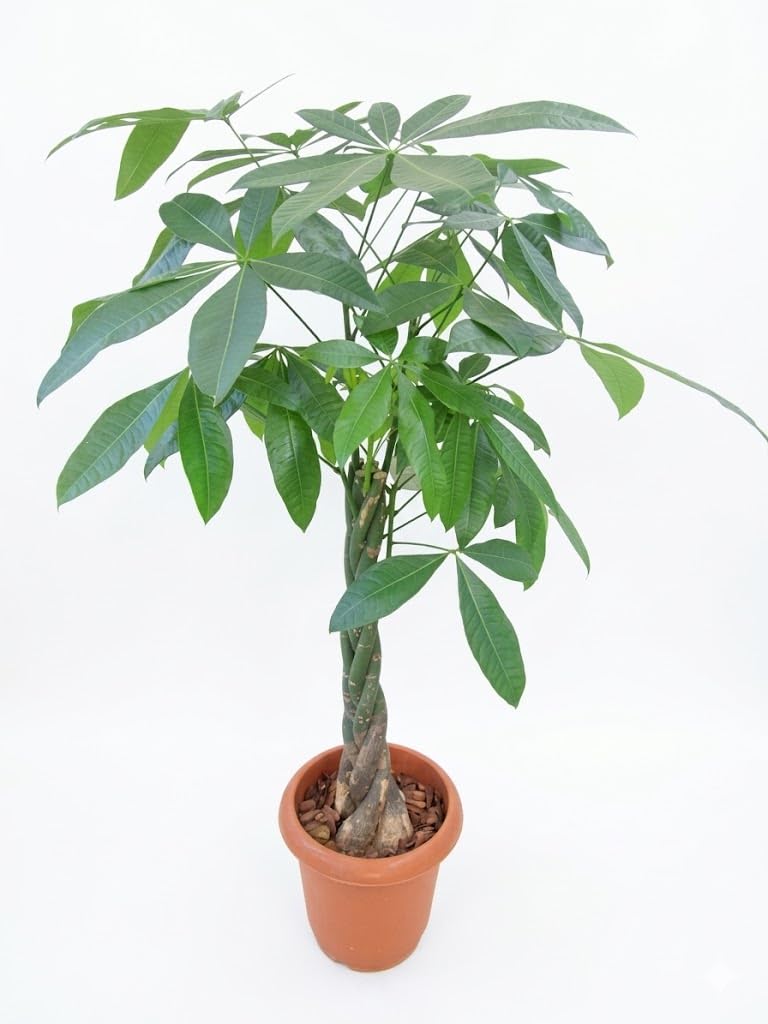 Amazon｜パキラ 8号 観葉植物｜観葉植物 オンライン通販