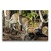 CALVENDO Animaux de Toile Murale en Textile de qualité supérieure - 75 cm x 50 cm