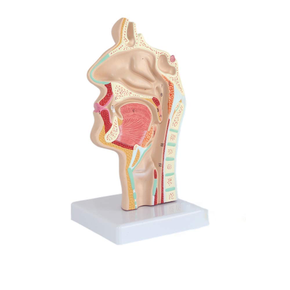 Buy Educational Model Nasal Cavity Anatomical Model Human Ent Teaching Anatomy Medical Model For