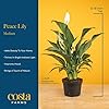 Costa Farms Peace Lily Live Plant in Decorative Pot, Air Purifying Flowering Indoor Houseplant, Perfect for Home, Room, or Office Decor, Great House Warming or Birthday Gift, 14-24 Inches Tall #3