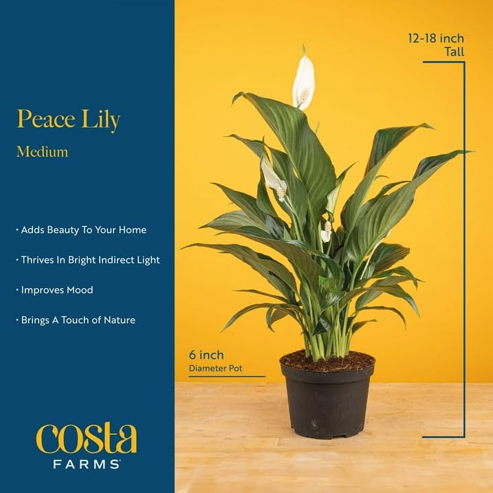 Image of Costa Farms Peace Lily Live Indoor Plant, Spathiphyllum in Decorative Pot, Easy Care Houseplant, Natural Air Purifier, Flowering Office or Home Decor, Gift, 14-24 Inches Tall