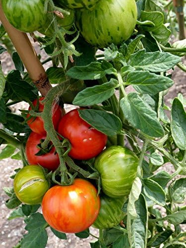 Miniatura 9 de Tigerella Beefsteak Tomate Gigante Determinado Vegetal No GMO para Plantar (50 Semillas)