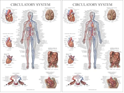 Image of Palace Learning Circulatory System Anatomical Chart - Vascular Anatomy Poster - (18 inch x 24 inch) (Pack of 2)