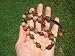 Himalayan Treasures Natural Honey Agate Green Jade Bead Necklace Stone Carving Jewelry Art A92