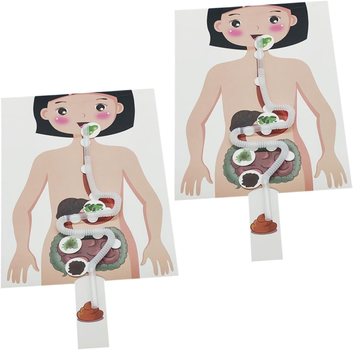 2 Sets Digestive System Anatomy Poster Human Stomach Teaching Prop Body Model Torso Kids Play