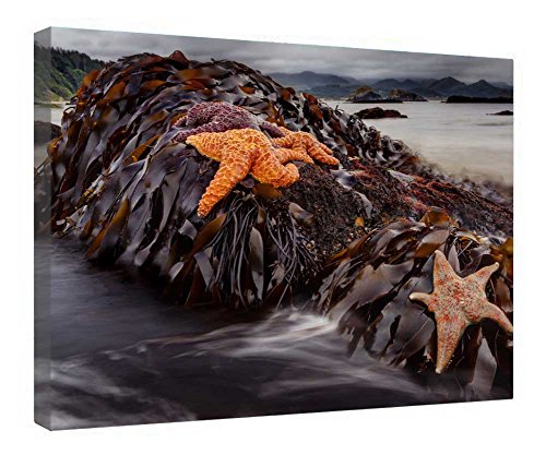 Toile tendue étoile de mer avec cadre bois de qualité supérieure