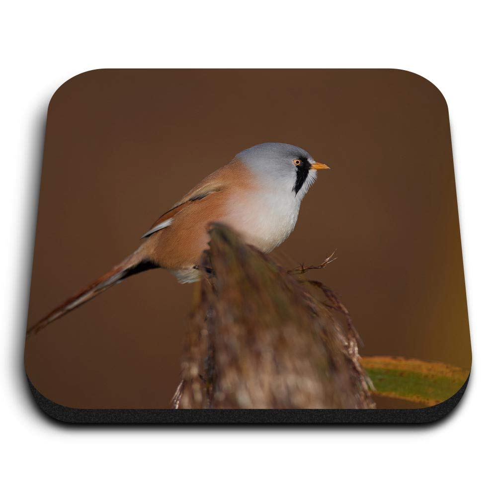 Destination Vinyl Ltd Multicolor 1 X Square Mdf Fridge Magnet - Pretty Bearded Tit Small Bird 46190