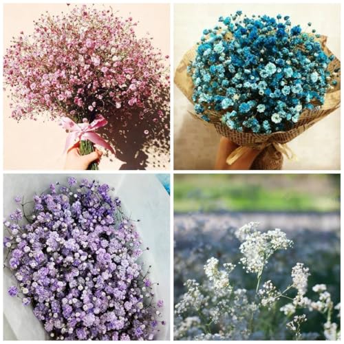 1000+ Baby's Breath Flower Seeds for Planting, Mixed Annual 