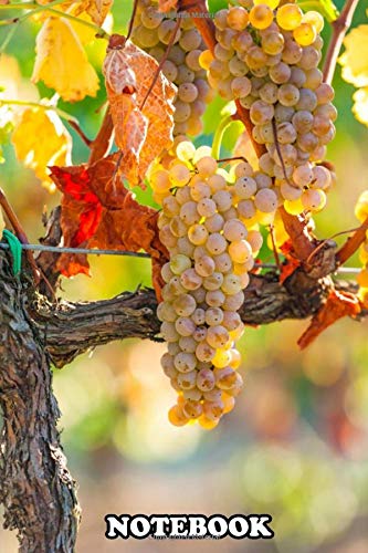 Notebook: White Grapes In The Vineyard In September , Journal for Writing, College Ruled Size 6" x 9", 110 Pages