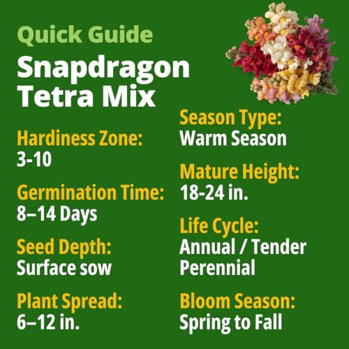 Image of HOME GROWN Snapdragon Seeds Tetra (0.3g) - 2000 Tall Flower Seeds to Plant Outside - Vibrant Perennial Snapdragons Mixed Colors - Cut Flower Seeds for Gardens, Borders, Bouquets (Antirrhinum majus)