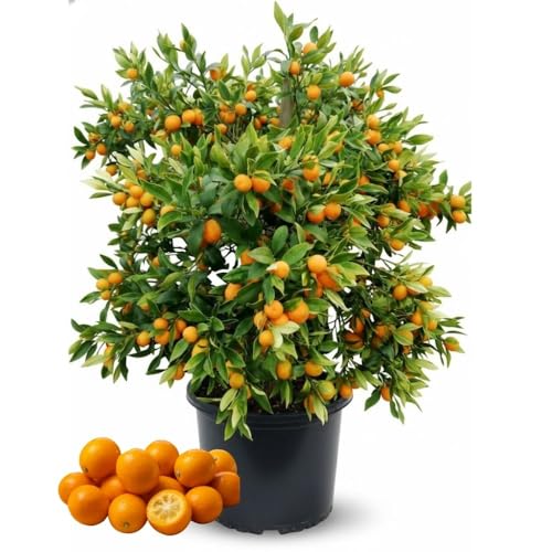 Kumquat Tree 1-2 Feet Tall Sweet Kumquat Live Tree Plant in 5 Gallon Pot Sweet Fruit with Edible Peel