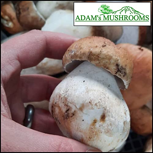 Adam's Mushrooms, Pacific Northwest Wild Dried Porcini Mushrooms (Boletus Edulis), Wild Foraged Dried Mushrooms For Cooking "Penny Bun", 0.8 Oz (Pack Of 2)+Includes-Free Rhino Fine Foods Basil .071Oz #TOP6