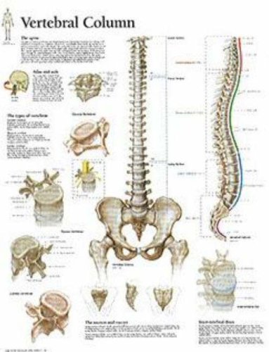 Vertebral Column chart: Laminated Wall Chart