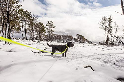 EXP[iC (Julius-K9) IDC~[h T 19mm×15m