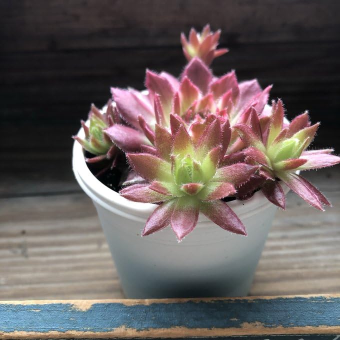 Amazon.co.jp: ギャラクシースター センペルビウム 斑入り 多肉植物