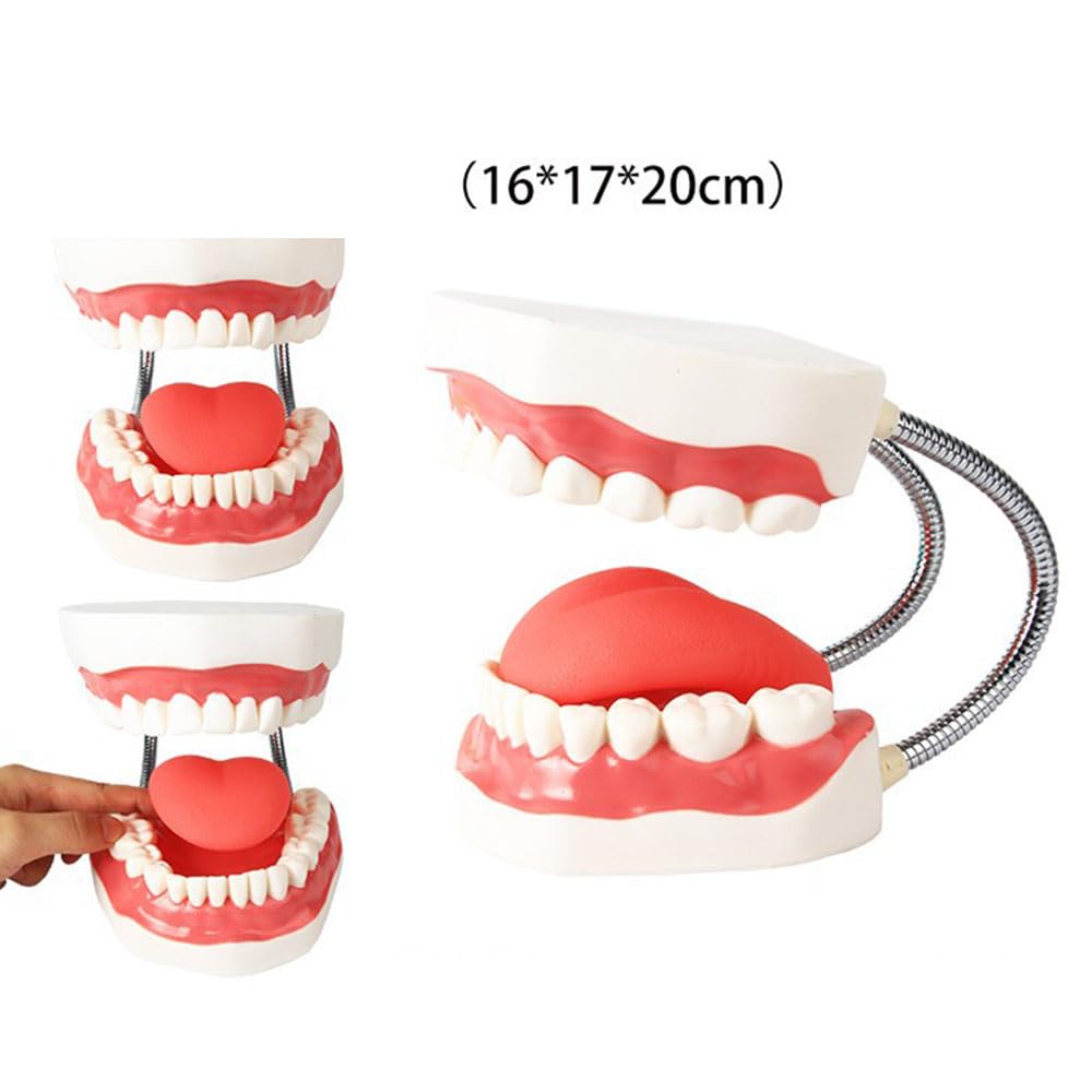 Amazon.co.jp: LEMMAN 歯の模型 5倍率模型 疾患展示模型 歯科