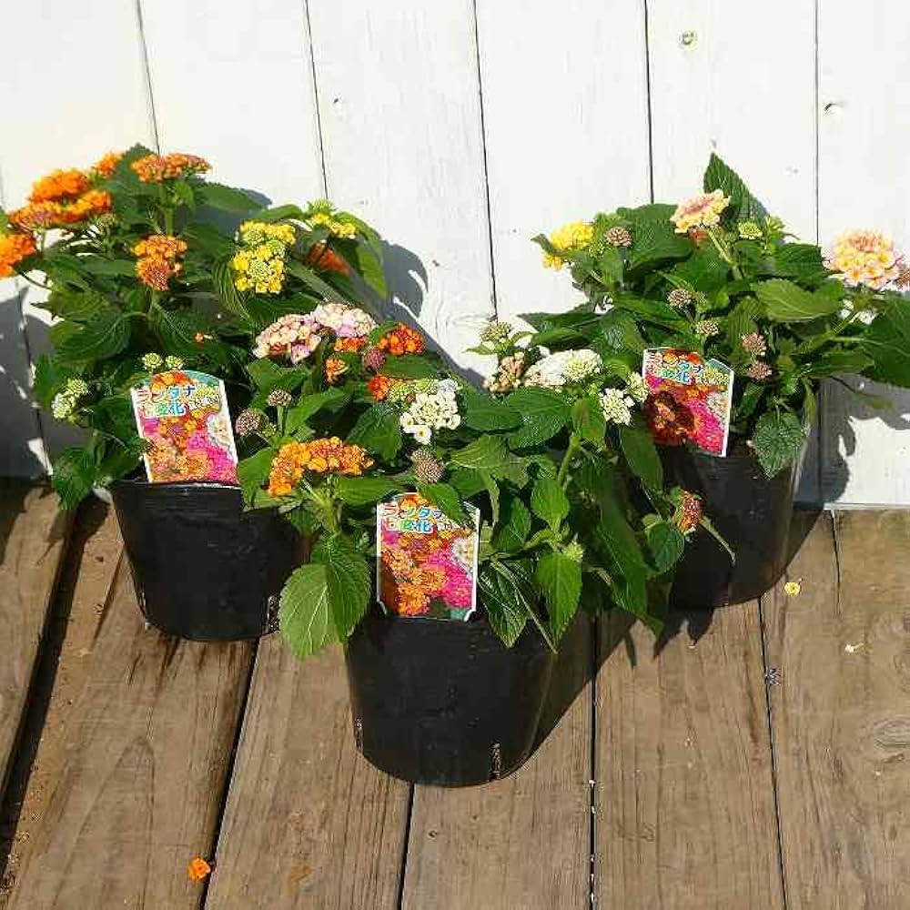 Amazon.co.jp: ランタナ 苗 数色寄せ植え 4号 花色お任せ 夏～秋
