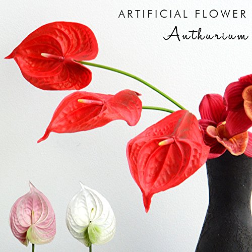 アンスリウム　水彩画 観葉植物 アンスリウム 水彩 植物の写真素材 - PIXTA